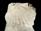Fossil Pectin Plate - Great Display #13629-3